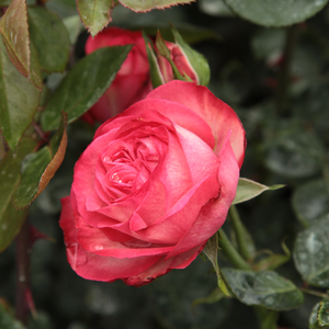 Pоза Антик 89 - бяло - червен - Kарнавални рози